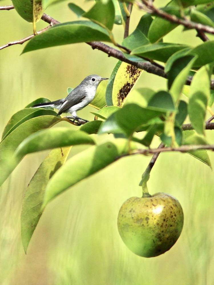 Blue-gray Gnatchatcher in Pond Apple 02-20160830 by Kenneth Cole Schneider is licensed under CC BY-NC-ND 2.0